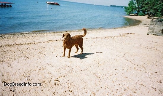 Val the Chesapeake Bay Retriever is standing beachside with water and a boat in the background